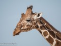 Ret-Giraffe-5