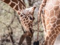 Ret-Giraffe-8