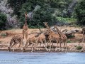Ret-Giraffe-9