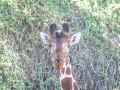 Ret-Giraffe