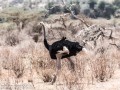 Somali-Ostrich-2