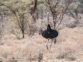 Somali-Ostrich-4