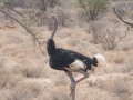 Somali-Ostrich-5