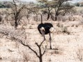 Somali-Ostrich