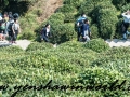 Tea Garden-16