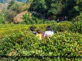 Tea Garden-17