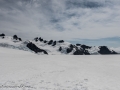 Franz Josef Glacier-23