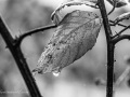 DSC_1325