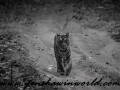 tigers (12 of 73)