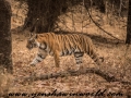 tigers (66 of 73)