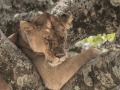 mara-lions-53