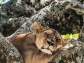 mara-lions-57