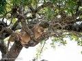 mara-lions-59