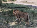 mara-lions-62