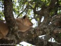mara-lions-66