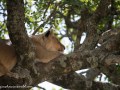 mara-lions-67