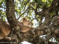 mara-lions-70