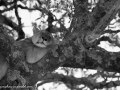 mara-lions-76