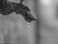 DSC_0990