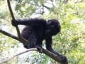 Gorillas D7100-80
