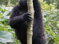 Nshongi Group Gorillas-50