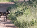 South-Luangwa-4-2-26