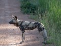 South-Luangwa-4-2-27