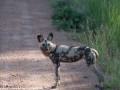 South-Luangwa-4-2-28