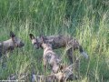 South-Luangwa-4-2-32