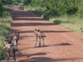 South-Luangwa-4-2-37