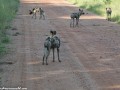 South-Luangwa-4-2-38