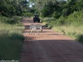 South-Luangwa-4-2-41-2