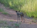 South-Luangwa-4-2-41-4