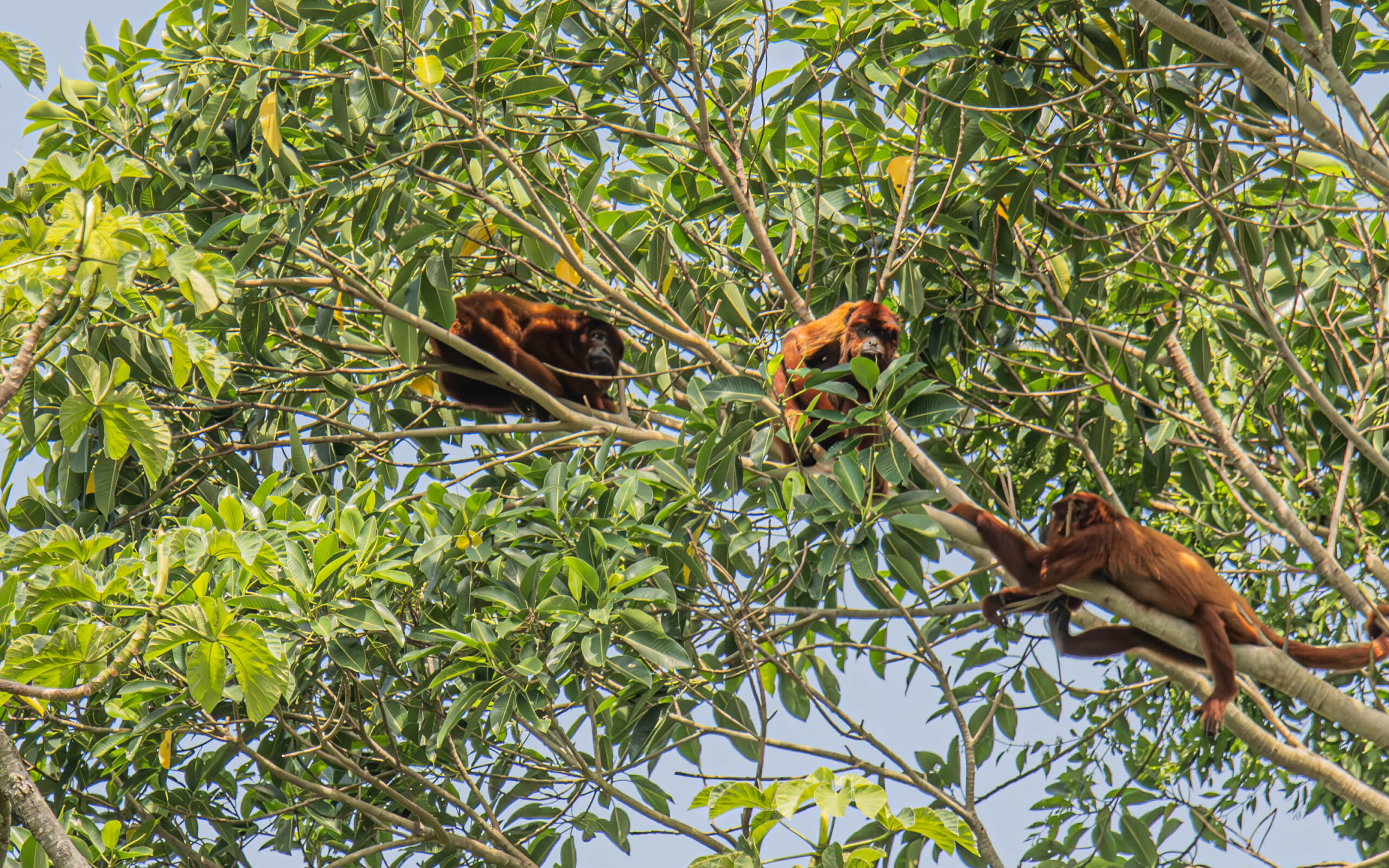 The Bolivian Amazon | Yenshaw In World